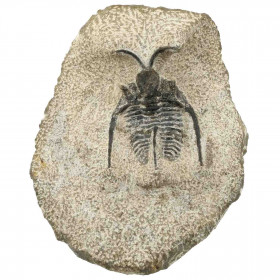 Fossile trilobite otarion sur gangue - 139 grammes
