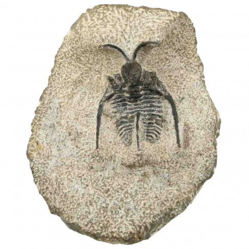Fossile trilobite otarion sur gangue - 139 grammes