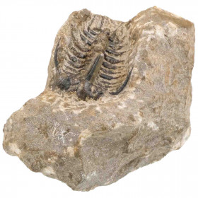 Fossile trilobite koneprusia brutoni sur gangue - 363 grammes