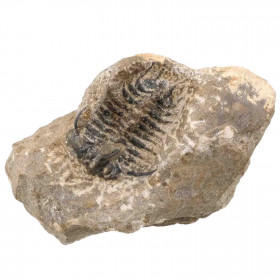Fossile trilobite koneprusia brutoni sur gangue - 363 grammes