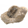 Fossile trilobite koneprusia brutoni sur gangue - 363 grammes