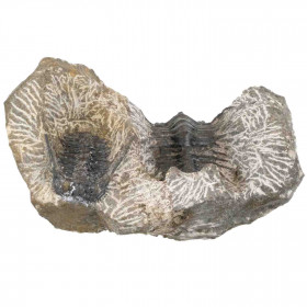 2 fossiles trilobites koneprusia brutoni et kettneraspis sur gangue - 322 grammes