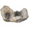 2 fossiles trilobites koneprusia brutoni et kettneraspis sur gangue - 322 grammes