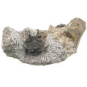 2 fossiles trilobites koneprusia brutoni et kettneraspis sur gangue - 322 grammes