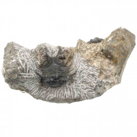 2 fossiles trilobites koneprusia brutoni et kettneraspis sur gangue - 322 grammes