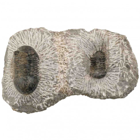 2 fossiles trilobites paralejurus dormitzeri sur gangue - 488 grammes
