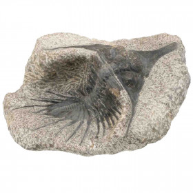 Fossile trilobite psychopige elegans sur gangue - 1305 grammes