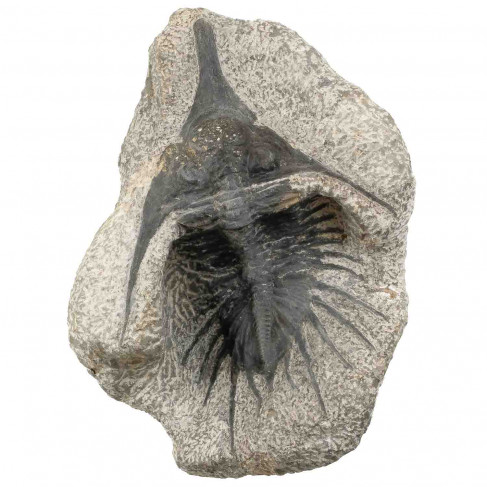 Fossile trilobite psychopige elegans sur gangue - 1305 grammes