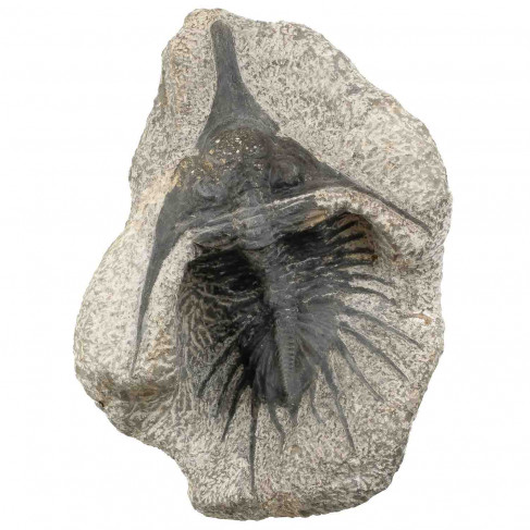 Fossile trilobite psychopige elegans sur gangue - 1305 grammes