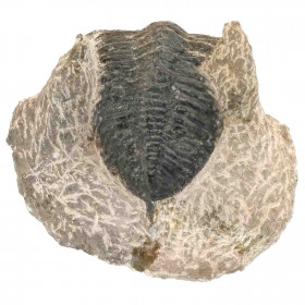 Fossile trilobite sur gangue - 230 grammes