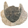 Fossile trilobite sur gangue - 230 grammes