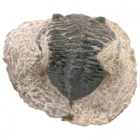Fossile trilobite sur gangue - 230 grammes