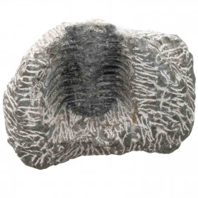 Fossile trilobite sur gangue - 210 grammes