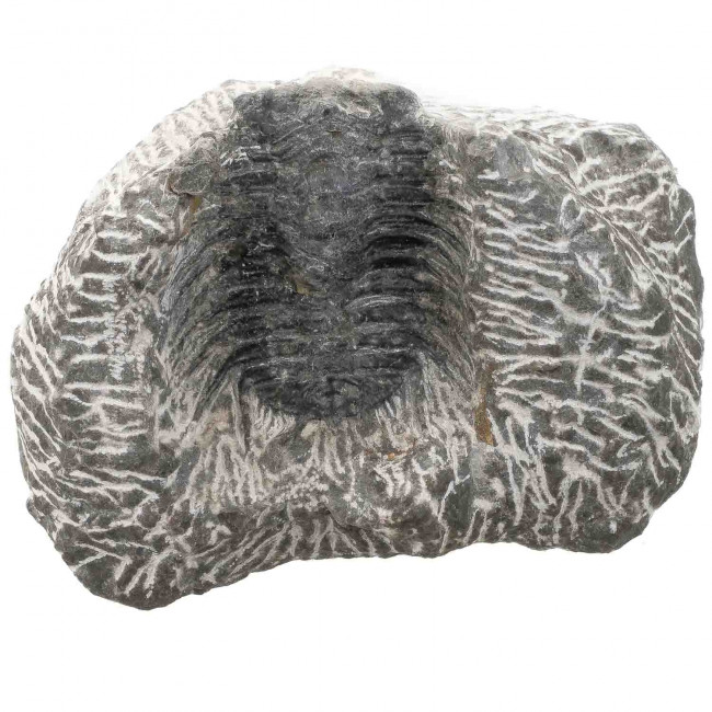 Fossile trilobite sur gangue - 210 grammes