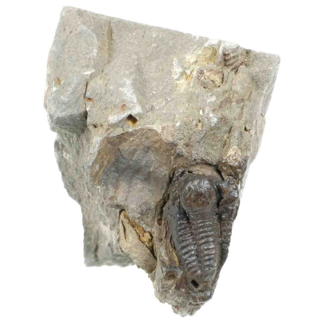 Fossile petit trilobite sur gangue - 54 grammes