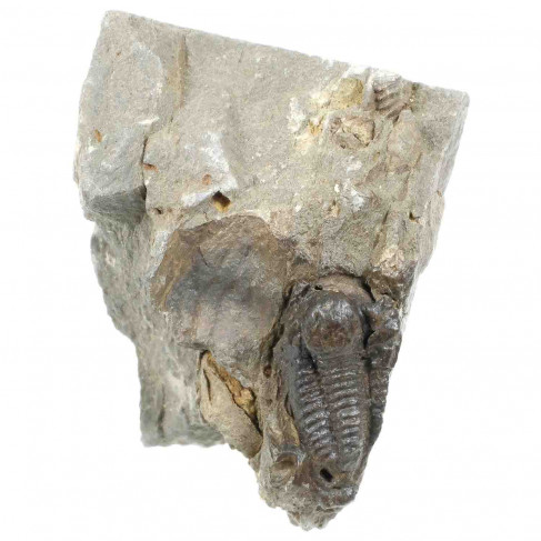 Fossile petit trilobite sur gangue - 54 grammes