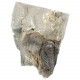 Fossile petit trilobite sur gangue - 54 grammes