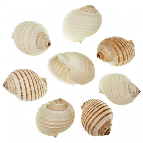 Coquillages tonna allium - 8 à 10 cm - Lot de 2