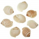 Coquillages tonna allium - 8 à 10 cm - Lot de 2