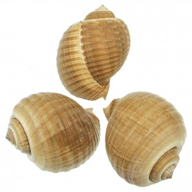 Coquillage tonna galea