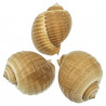 Coquillage tonna galea