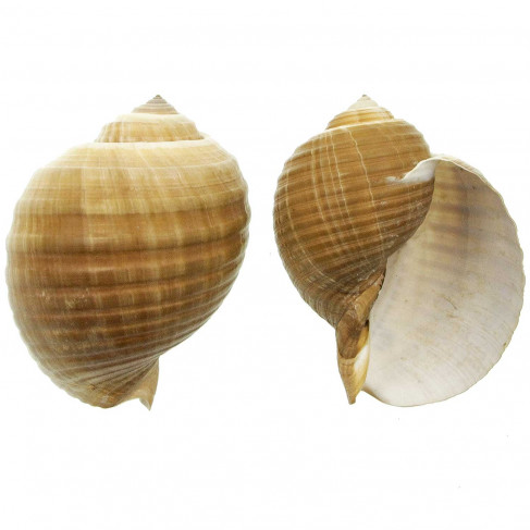 Coquillage tonna galea