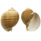 Coquillage tonna galea