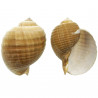 Coquillage tonna galea