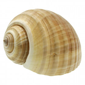 Coquillage tonna galea