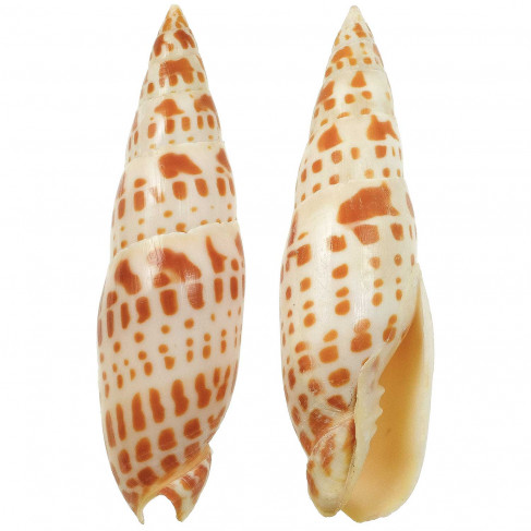 Coquillage mitra episcopalis - A l'unité