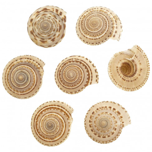 Coquillage architectonica perspectiva - 3 à 4.5 cm - Lot de 2