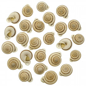 Coquillages obba bigonia - 2 à 3 cm - Lot de 5