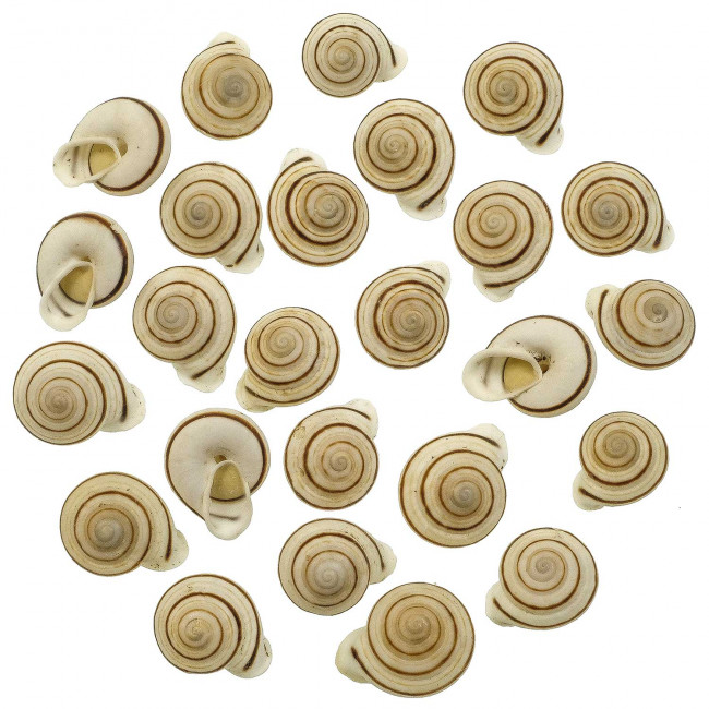 Coquillages obba bigonia - 2 à 3 cm - Lot de 5