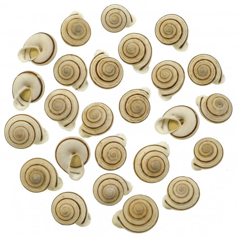 Coquillages obba bigonia - 2 à 3 cm - Lot de 5