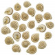 Coquillages obba bigonia - 2 à 3 cm - Lot de 5