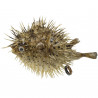 Poisson diodon holocanthus