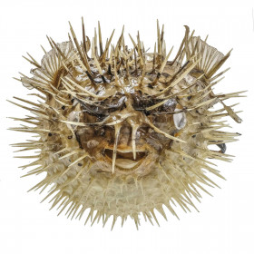 Poisson diodon holocanthus