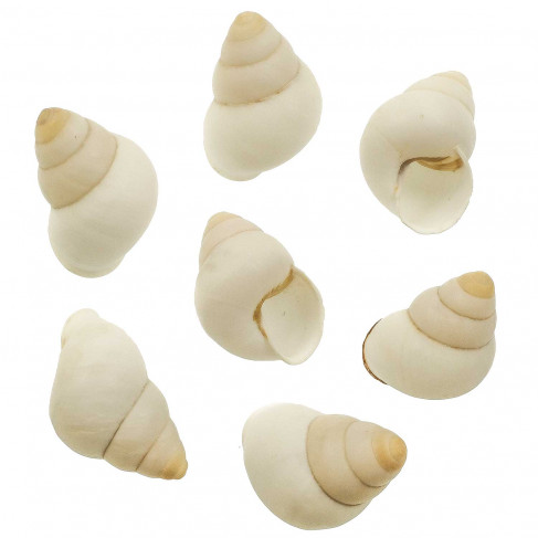 Coquillages escargots longs blancs - 4 à 6 cm - lot de 4