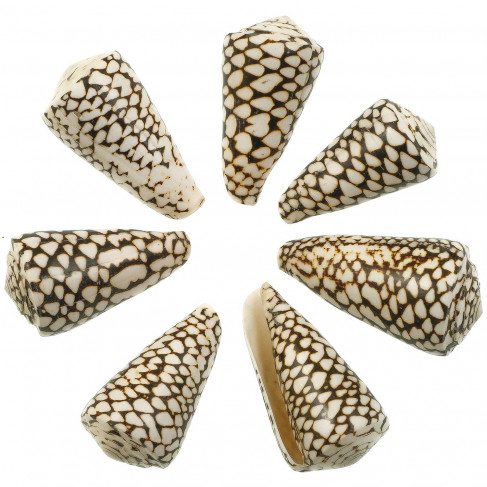 Coquillage conus marmoreus - 6 à 8 cm - Lot de 2