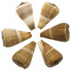 Coquillage conus figulinus - 7 à 9 cm - Lot de 2