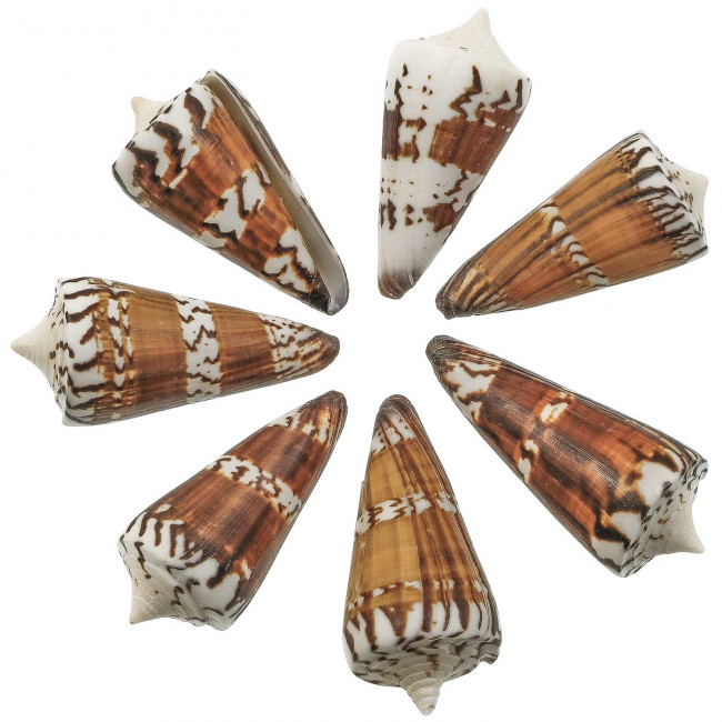 Coquillage conus generalis - 5 à 7 cm - Lot de 3