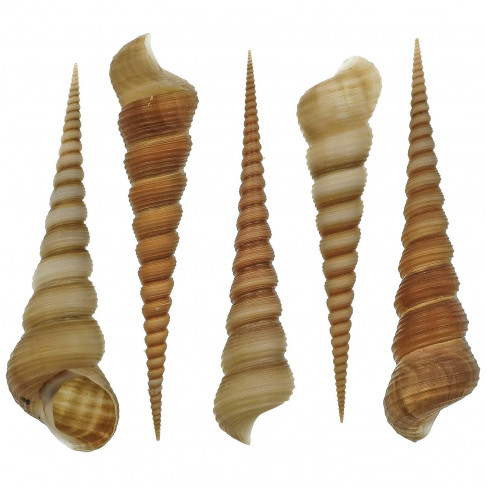 Coquillages turritella terebra - 10 à 12 cm - Lot de 2