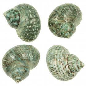 Coquillages turbo turquesa - 5 à 6 cm - Lot de 2