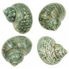 Coquillages turbo turquesa - 5 à 6 cm - Lot de 2