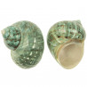 Coquillages turbo turquesa - 5 à 6 cm - Lot de 2