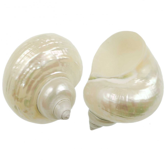 Coquillage turbo nacar
