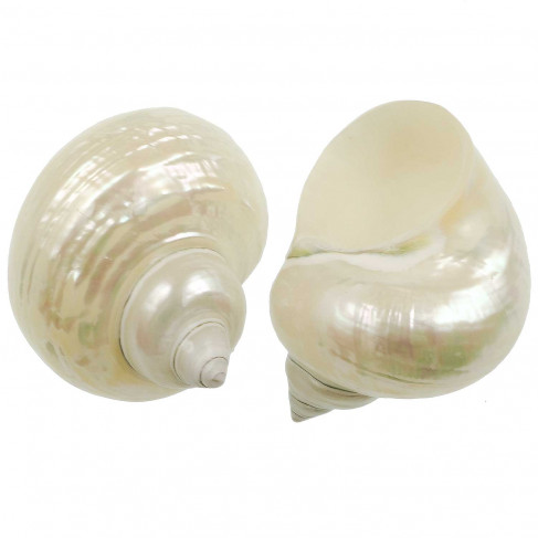 Coquillage turbo nacar