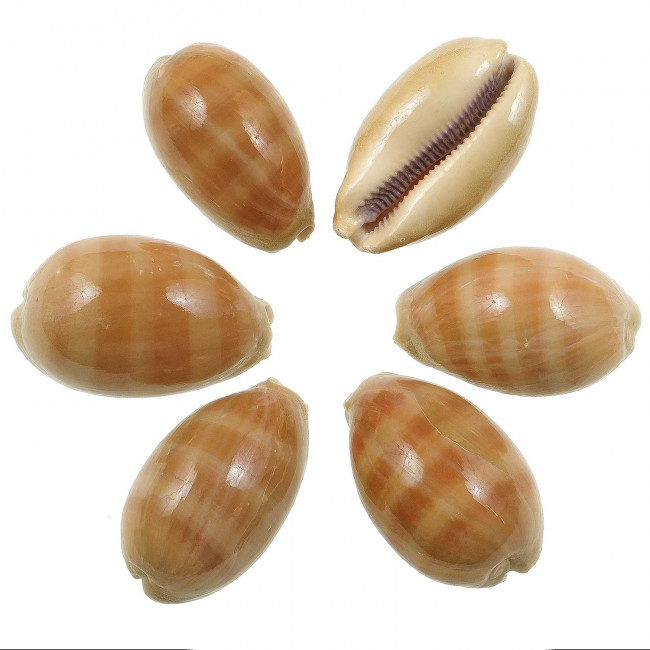 Coquillages cypraea carneola - 6 à 8 cm - Lot de 2