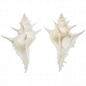 Coquillage murex alabaster