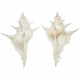 Coquillage murex alabaster